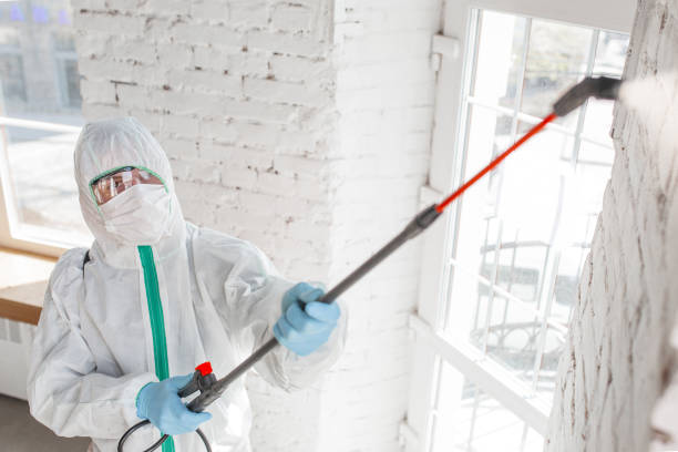 Best Specialized Mold Remediation in Auburn Hills, MI